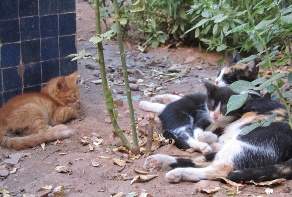 Katzen in Marokko