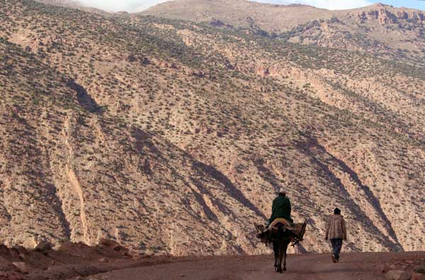 Backpacking in Marokko Esel