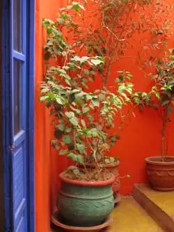 morocco plants