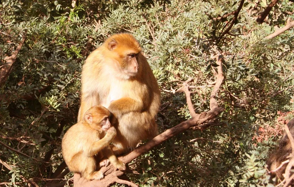 Berberaffe in Marokko
