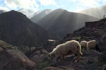 Trekking-Marokko-Schafe