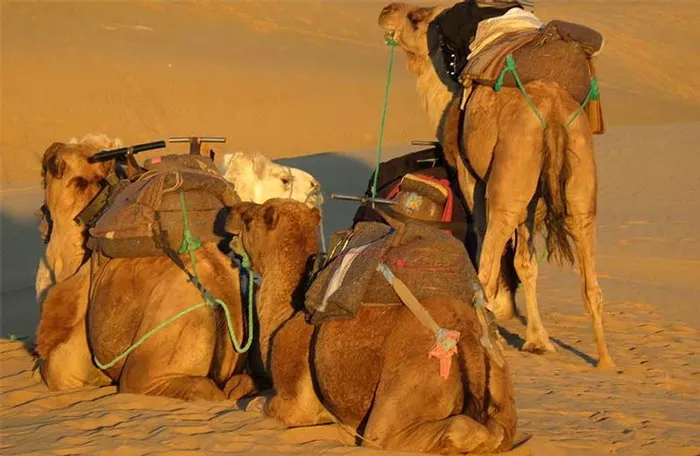 Dromedare am Erg Chebbi