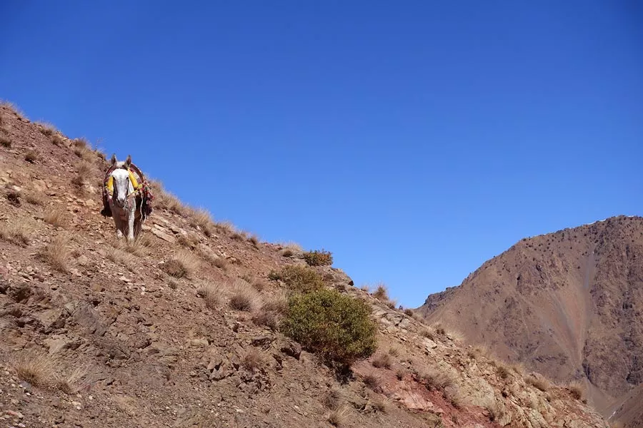 imlil-mule